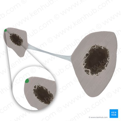 Borda posterior da fíbula (Margo posterior fibulae); Imagem: Tal Bavli Ziv
