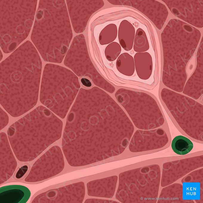 Intramuscular arteriole (Arteriola intramuscularis); Image: Tal Bavli Ziv