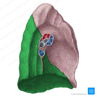 Lóbulo inferior del pulmón izquierdo (Lobus inferior pulmonis sinistri); Imagen: Yousun Koh
