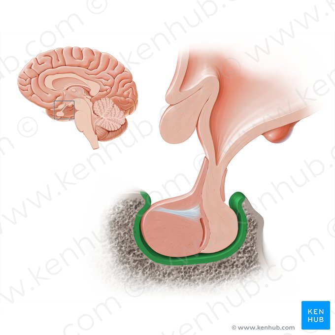 Hypophyseal fossa of sphenoid bone (Fossa hypophysialis ossis sphenoidalis); Image: Paul Kim