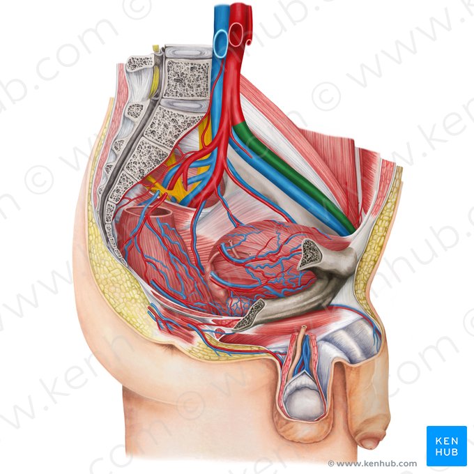 Left external iliac artery (Arteria iliaca externa sinistra); Image: Irina Münstermann