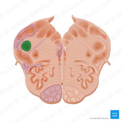 Nucleus spinalis nervi trigemini (Wirbelsäulenkern des Drillingsnervs); Bild: Paul Kim