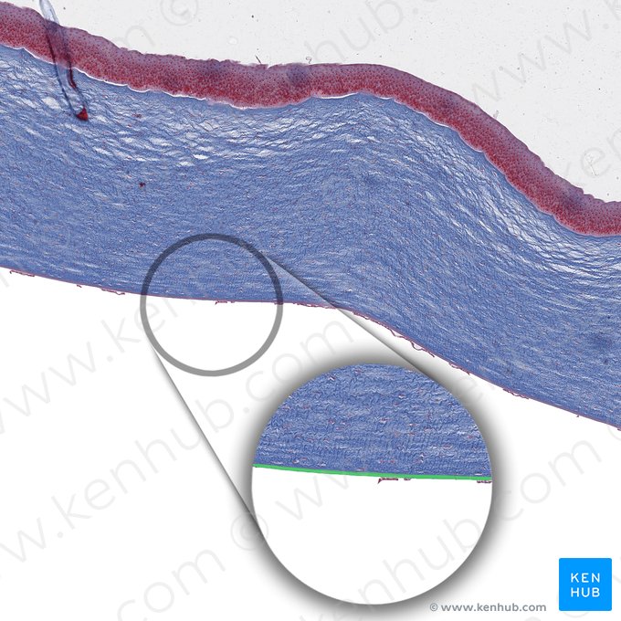 Membrana de Descemet (Lamina limitans posterior corneae); Imagem: 