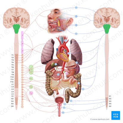 Brainstem (Truncus encephali); Image: Paul Kim