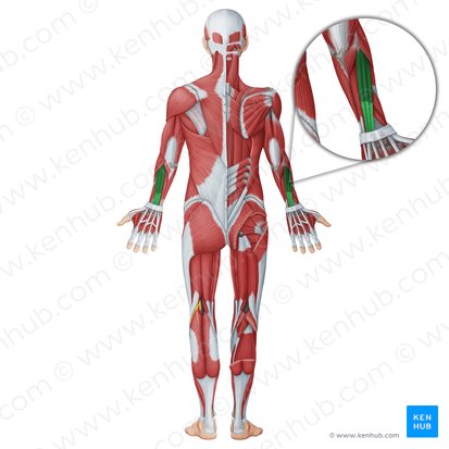 Músculo extensor dos dedos (Musculus extensor digitorum); Imagem: Irina Münstermann