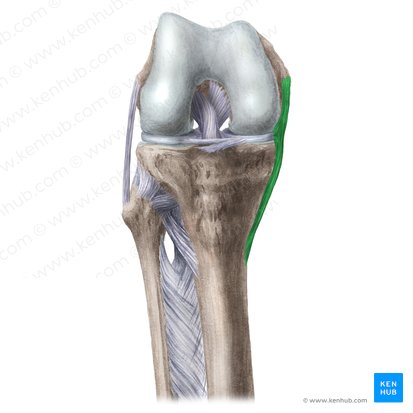 Ligamentum collaterale tibiale genus (Inneres Kollateralband des Kniegelenks); Bild: Liene Znotina
