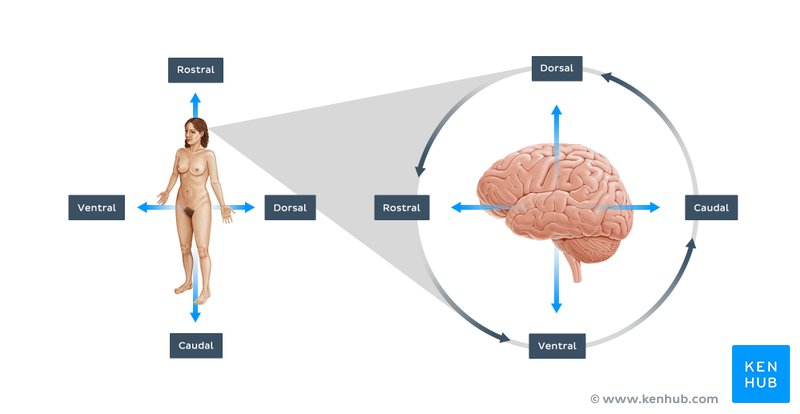 Body and brain orientation