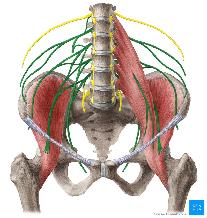 Lumbar plexus 
