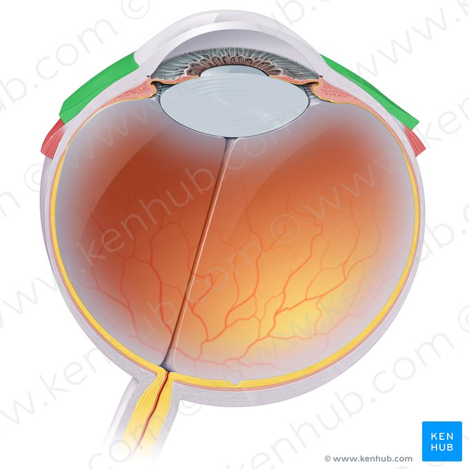 Conjuntiva bulbar (Tunica conjunctiva bulbi oculi); Imagem: Paul Kim