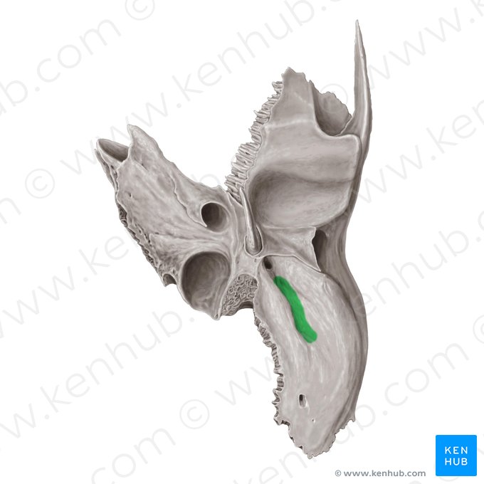 Mastoid notch of temporal bone (Incisura mastoidea ossis temporalis); Image: Samantha Zimmerman