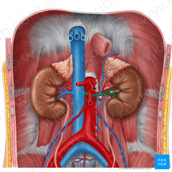 Veia renal esquerda (Vena renalis sinistra); Imagem: Irina Münstermann