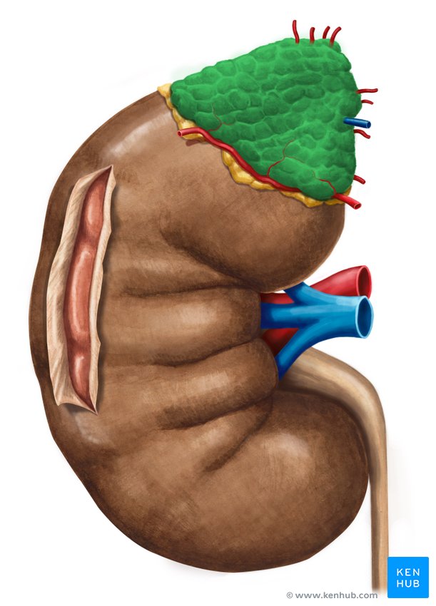 capas de glándulas suprarrenales y hormonas