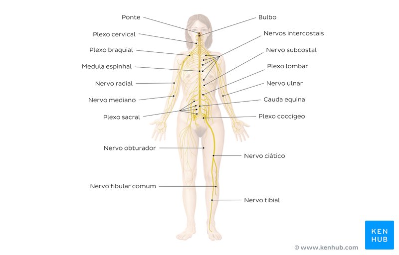 Principais nervos do corpo humano - diagrama