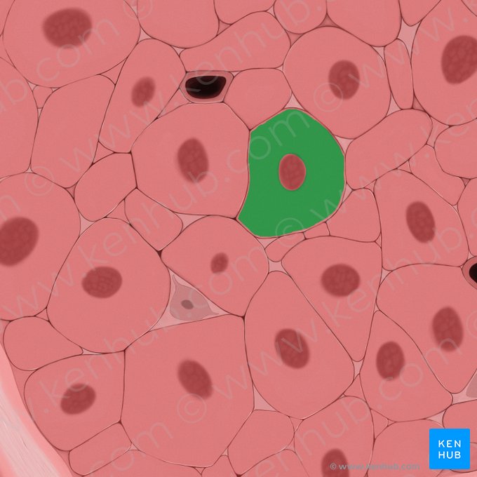 Sarcoplasm (Sarcoplasma); Image: Tal Bavli Ziv