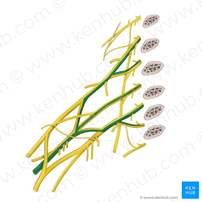 Nervio radial (Nervus radialis); Imagen: Begoña Rodriguez