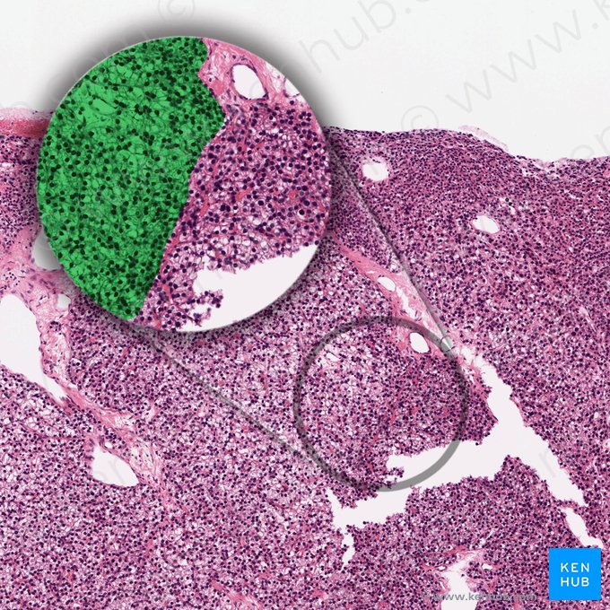 Células principales inactivas (Parathyrocyti endocrini lucidi); Imagen: 