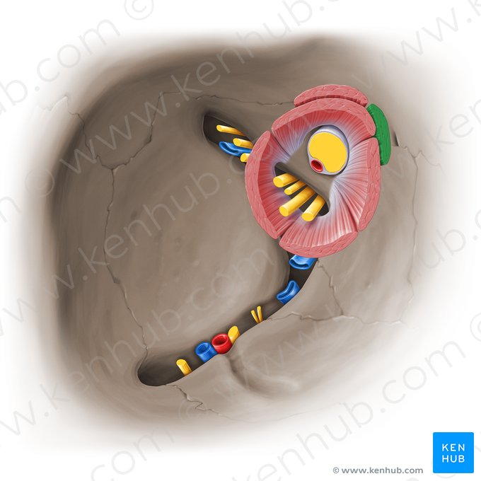 Músculo oblicuo superior (Musculus obliquus superior); Imagen: Paul Kim