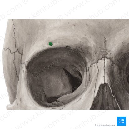 Supraorbital foramen of frontal bone (Foramen supraorbitale ossis frontalis); Image: Yousun Koh