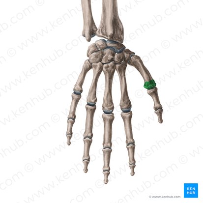 Cabeza del primer metacarpiano (Caput ossis metacarpi 1); Imagen: Yousun Koh