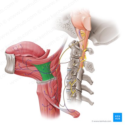 Hyoglossus muscle (Musculus hyoglossus); Image: Paul Kim