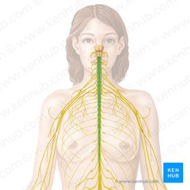 Spinal cord (Medulla spinalis); Image: Begoña Rodriguez