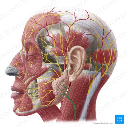 Nerf grand auriculaire (Nervus auricularis magnus); Image : Yousun Koh