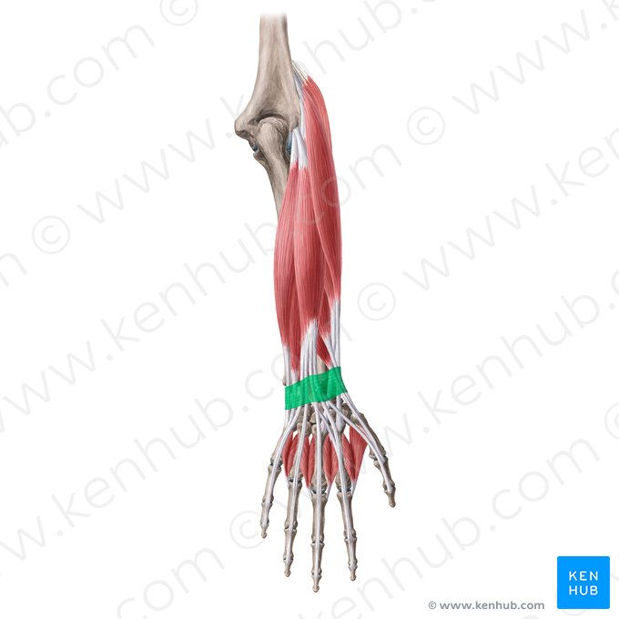 Retináculo dos extensores da mão (Retinaculum extensorum carpi); Imagem: Yousun Koh