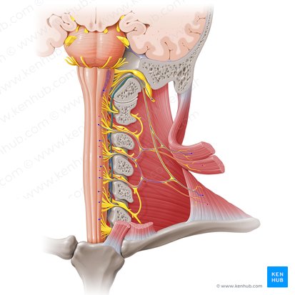 Raíz espinal del nervio accesorio (Radix spinalis nervi accessorii); Imagen: Paul Kim