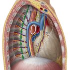 Autonomic nervous system