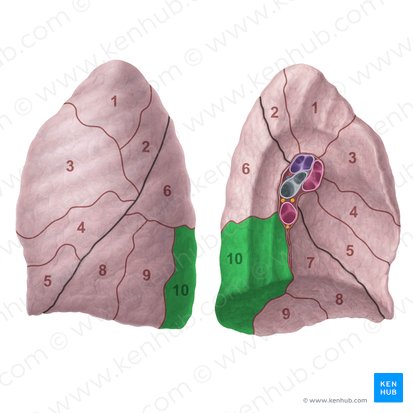 Segmento basilar posterior do pulmão esquerdo (Segmentum basale posterius pulmonis sinistri); Imagem: Paul Kim
