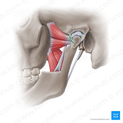 Cápsula articular anterior de la articulación temporomandibular (Capsula articularis anterior articulationis temporomandibularis); Imagen: Paul Kim