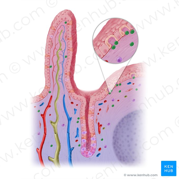 Lymphocytus (Lymphozyt); Bild: Paul Kim