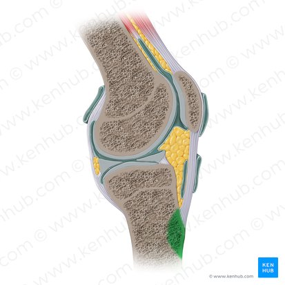 Tuberosidad tibial (Tuberositas tibiae); Imagen: Paul Kim