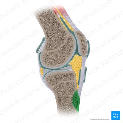 Tibial tuberosity (Tuberositas tibiae); Image: Paul Kim