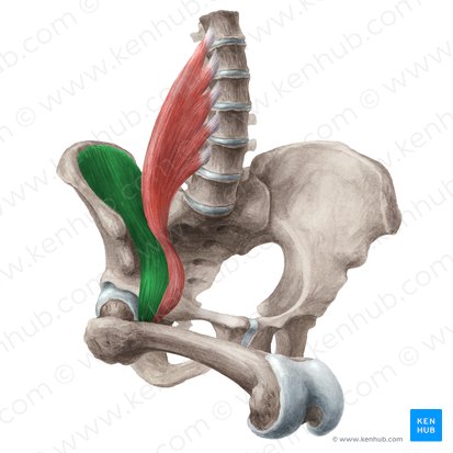 Musculus iliacus (Darmbeinmuskel); Bild: Liene Znotina