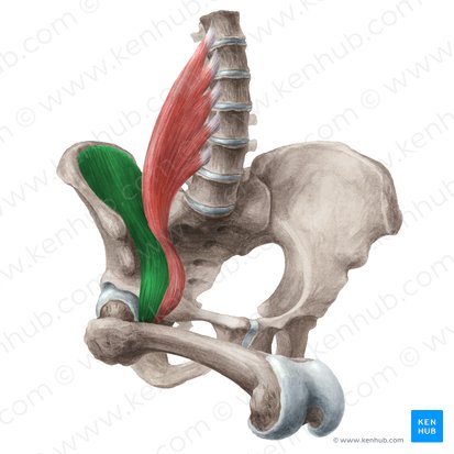 Músculo ilíaco (Musculus iliacus); Imagem: Liene Znotina