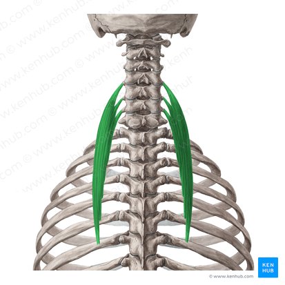 Iliocostalis cervicis muscle (Musculus iliocostalis cervicis); Image: Yousun Koh