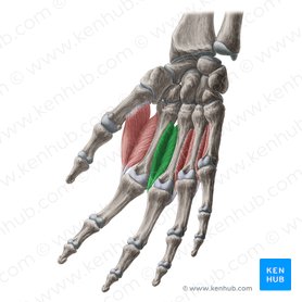 2° músculo interósseo dorsal (Musculus interosseus dorsalis 2 manus); Imagem: Yousun Koh
