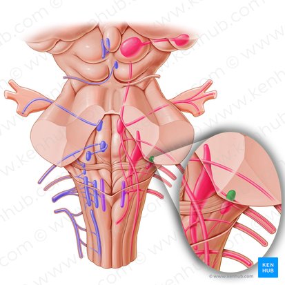 Anterior cochlear nucleus (Nucleus cochlearis anterior); Image: Paul Kim