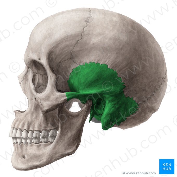 Temporal bone (Os temporale); Image: Yousun Koh