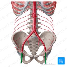 Arteria femoralis (Oberschenkelarterie); Bild: Liene Znotina