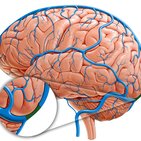 Confluence of sinuses