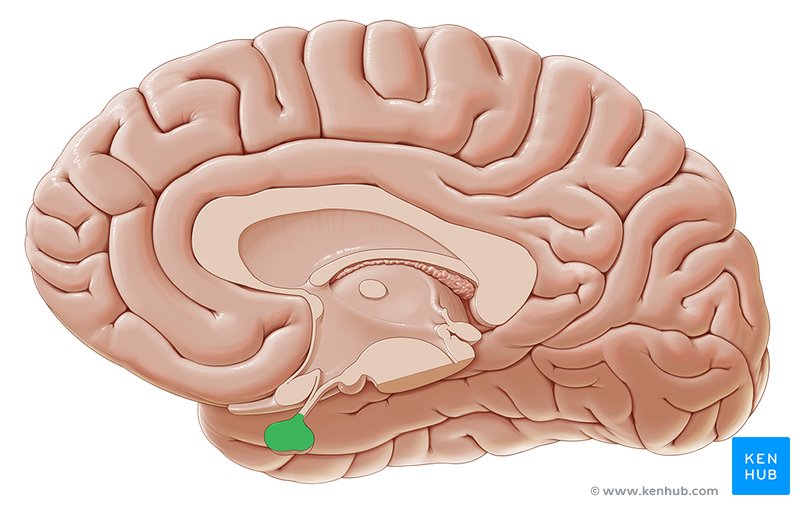 Pituitary gland - medial view