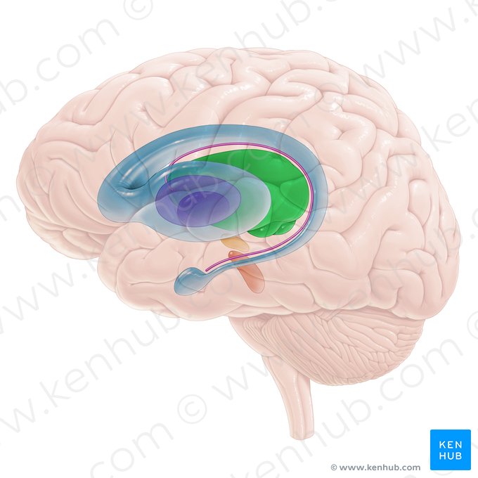 Tálamo (Thalamus); Imagem: Paul Kim