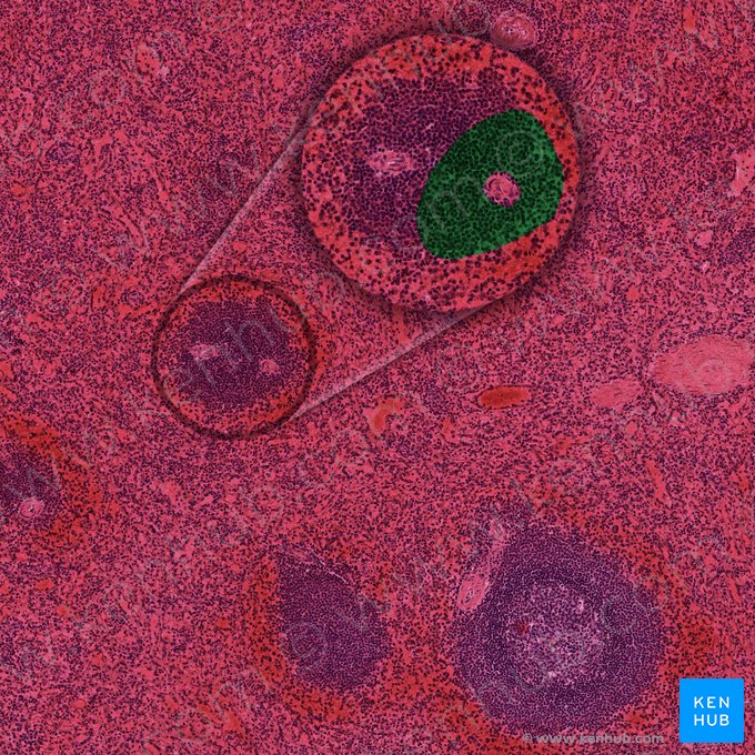 Bainha linfática periarterial (Vagina lymphoidea periarteriolaris); Imagem: 