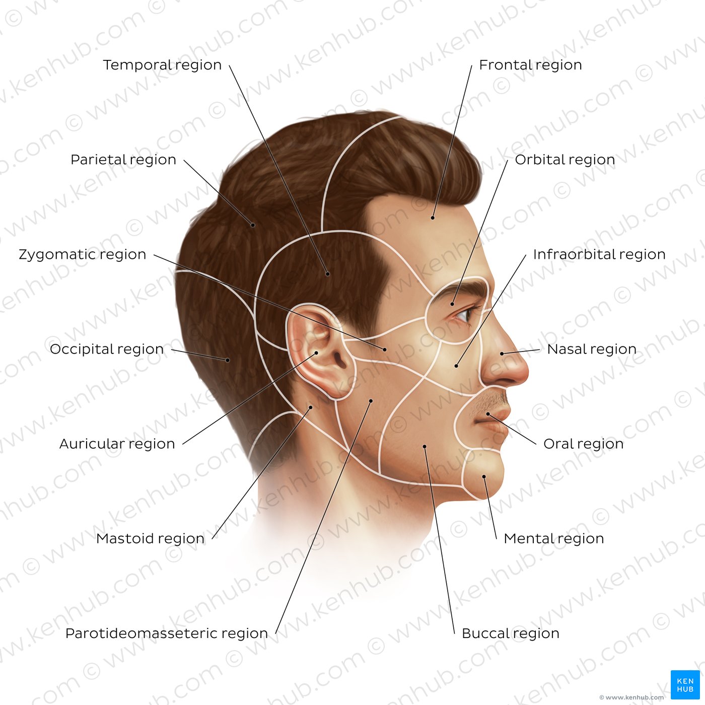 Regions of the face