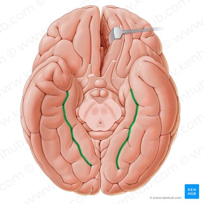 Collateral sulcus (Sulcus collateralis); Image: Paul Kim