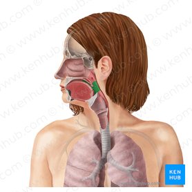 Respiratory system: Anatomy and functions | Kenhub