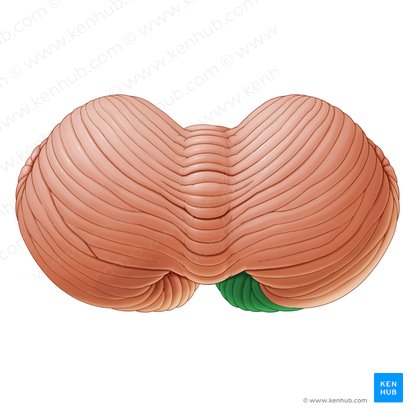 Inferior semilunar lobule (Lobulus semilunaris inferior); Image: Paul Kim