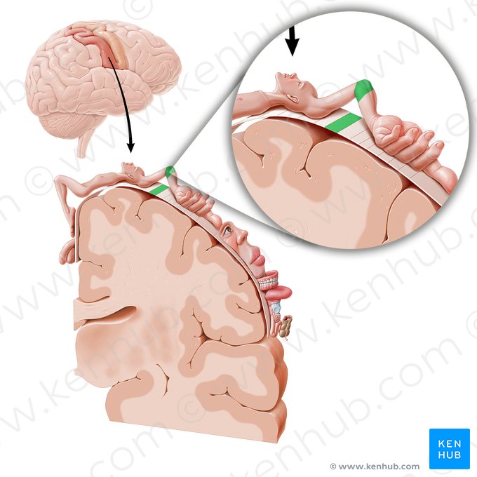 Corteza sensitiva del codo (Cortex sensorius regionis cubiti); Imagen: Paul Kim